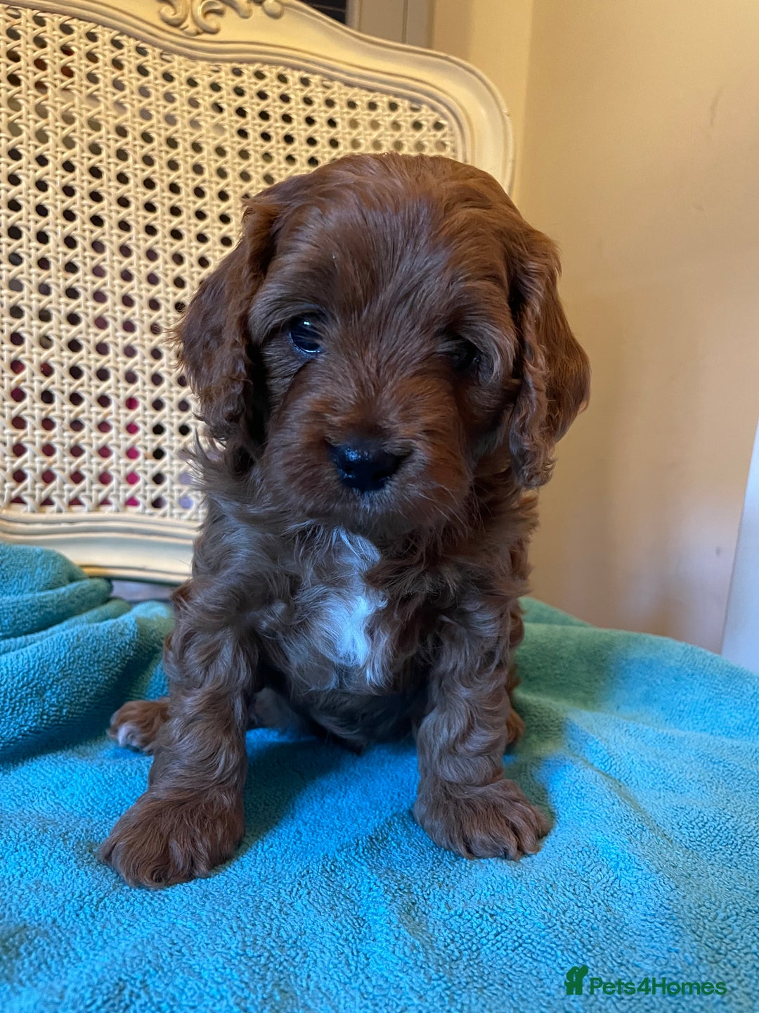 Cavapoo dogs for sale: F1b Cavapoooo  - Advert 28