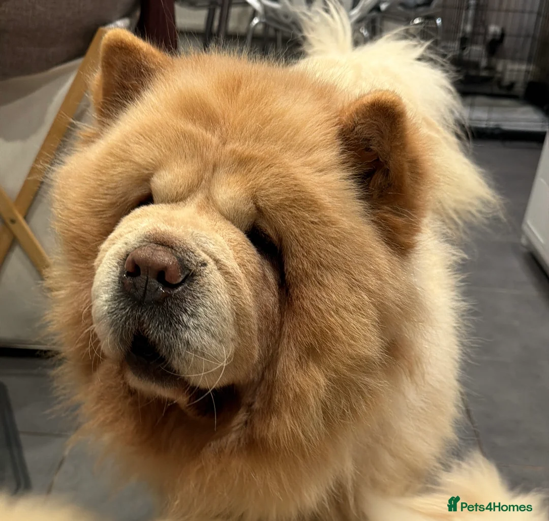 Mixed Breed dogs for sale: Chow Pom Puppy For Sale  - Advert 5