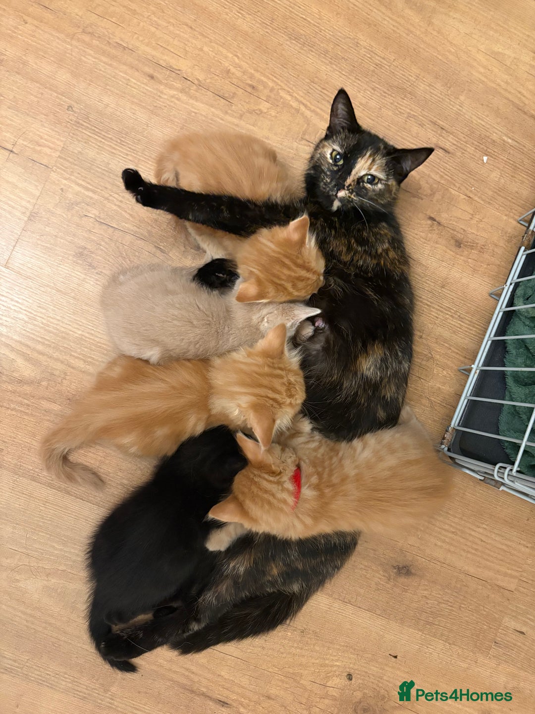 Mixed Breed cats for sale: beautiful kittens for sale - Image 1