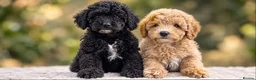 Miniature Poodle dogs for sale: health tested clear,🐩 purebred poodles - Advert 5