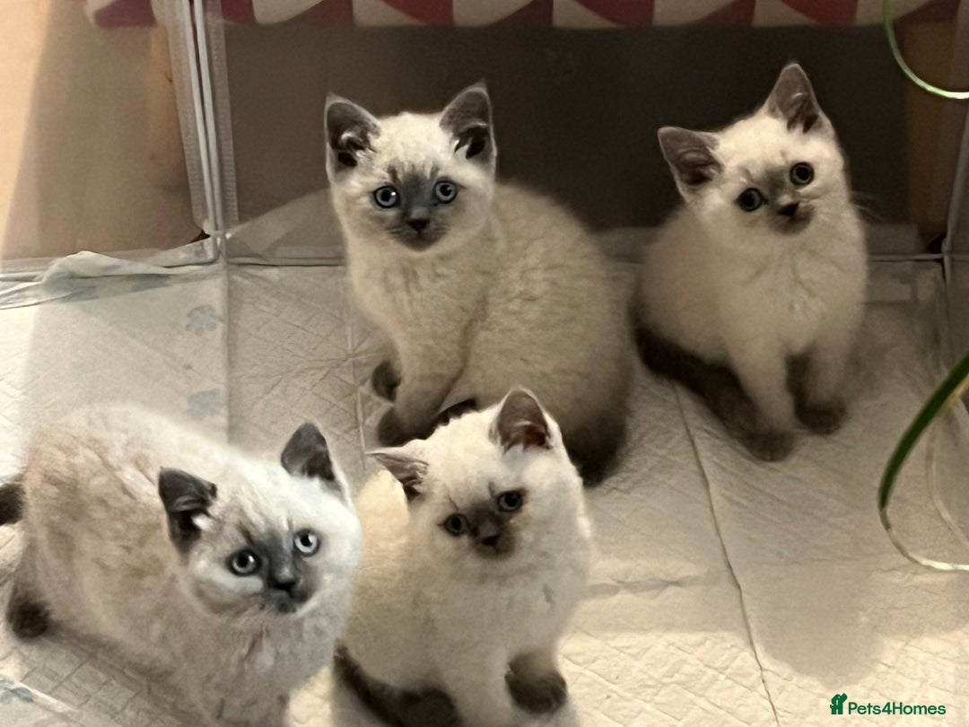 British Shorthair cats for sale: Stunning British Shorthaired Kittens  - Advert 6