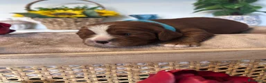 Cavalier King Charles Spaniel - Blue 