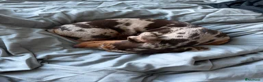 Dachshund 1