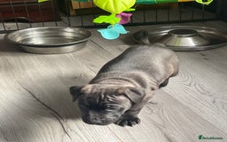 Staffordshire Bull Terrier dogs for sale: Sold  - Image 20