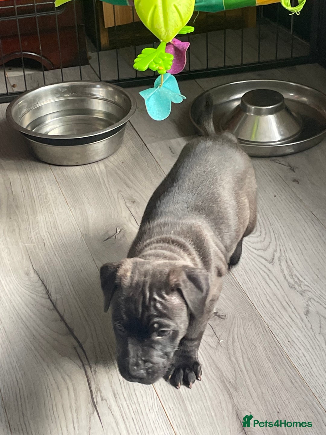 Staffordshire Bull Terrier dogs for sale: Sold  - Image 20