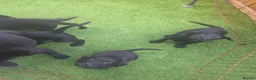 Labrador Retriever dogs for sale: Black labrador puppies  - Advert 4