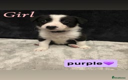 Border Collie dogs for sale: ✨cuddly puppies looking for their forever families - Advert 5