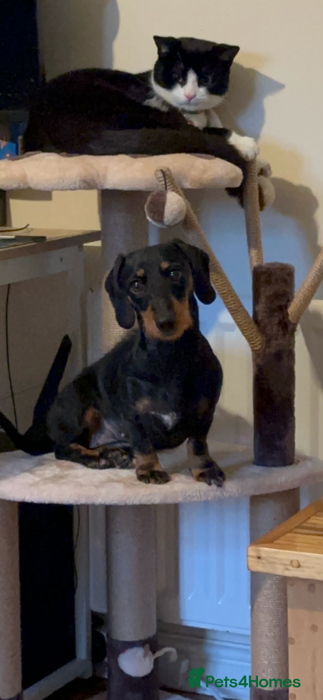 Dachshund dogs for sale: Miniature dachshund  - Advert 1