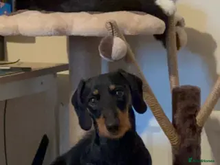 Dachshund dogs Miniature dachshund - Advert 19