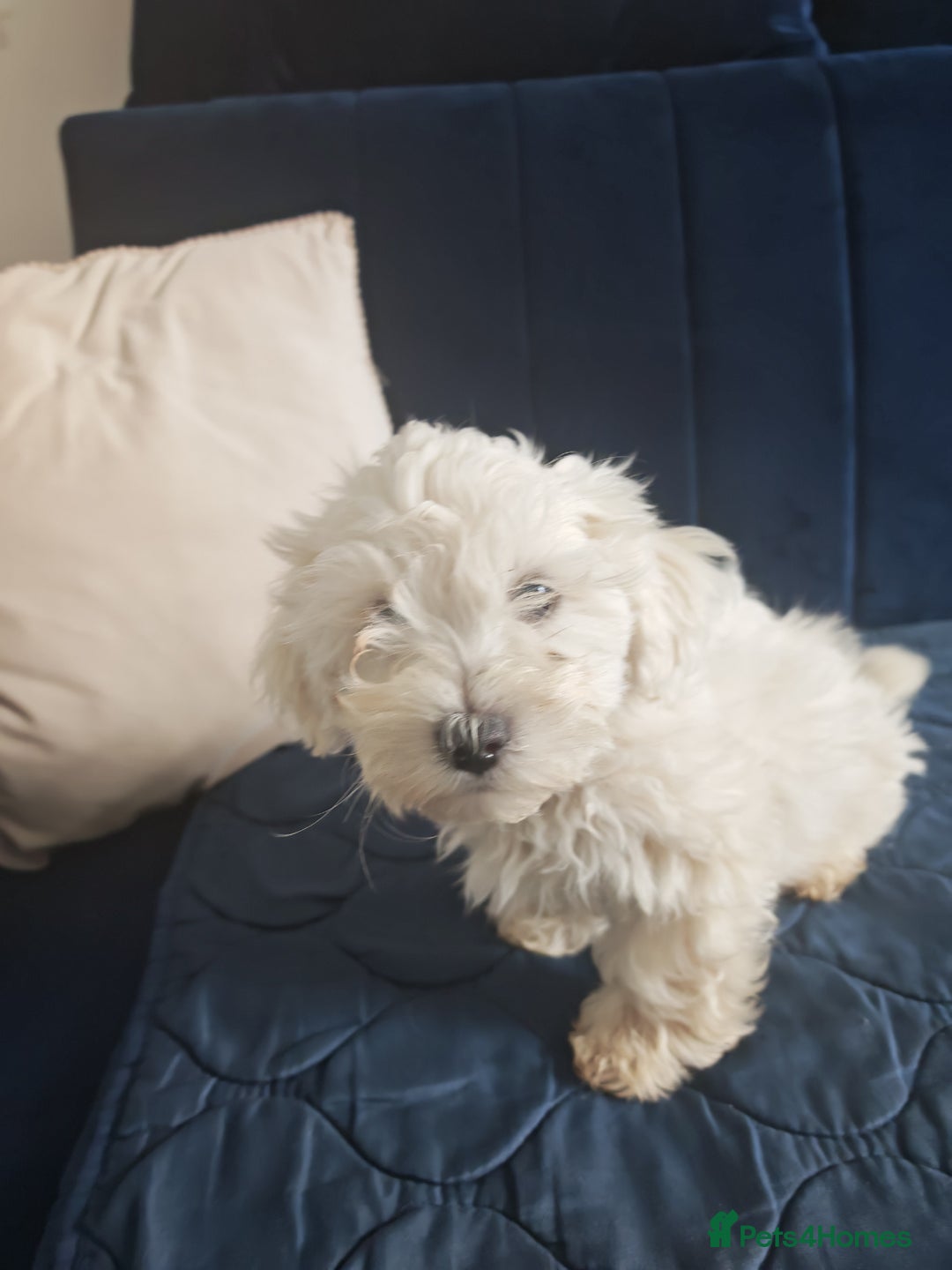 Bichon Frise dogs for sale: In search of a sweet home - Image 6