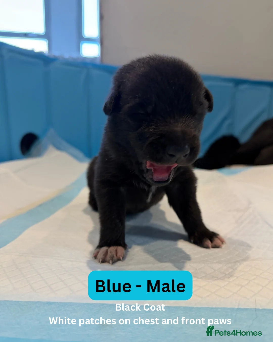German Shepherd dogs for sale: Healthy German Shepherd Puppies - Advert 36