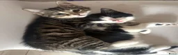 Mixed Breed cats for sale: 2 beautiful kitten  in Newcastle upon Tyne - Advert 1