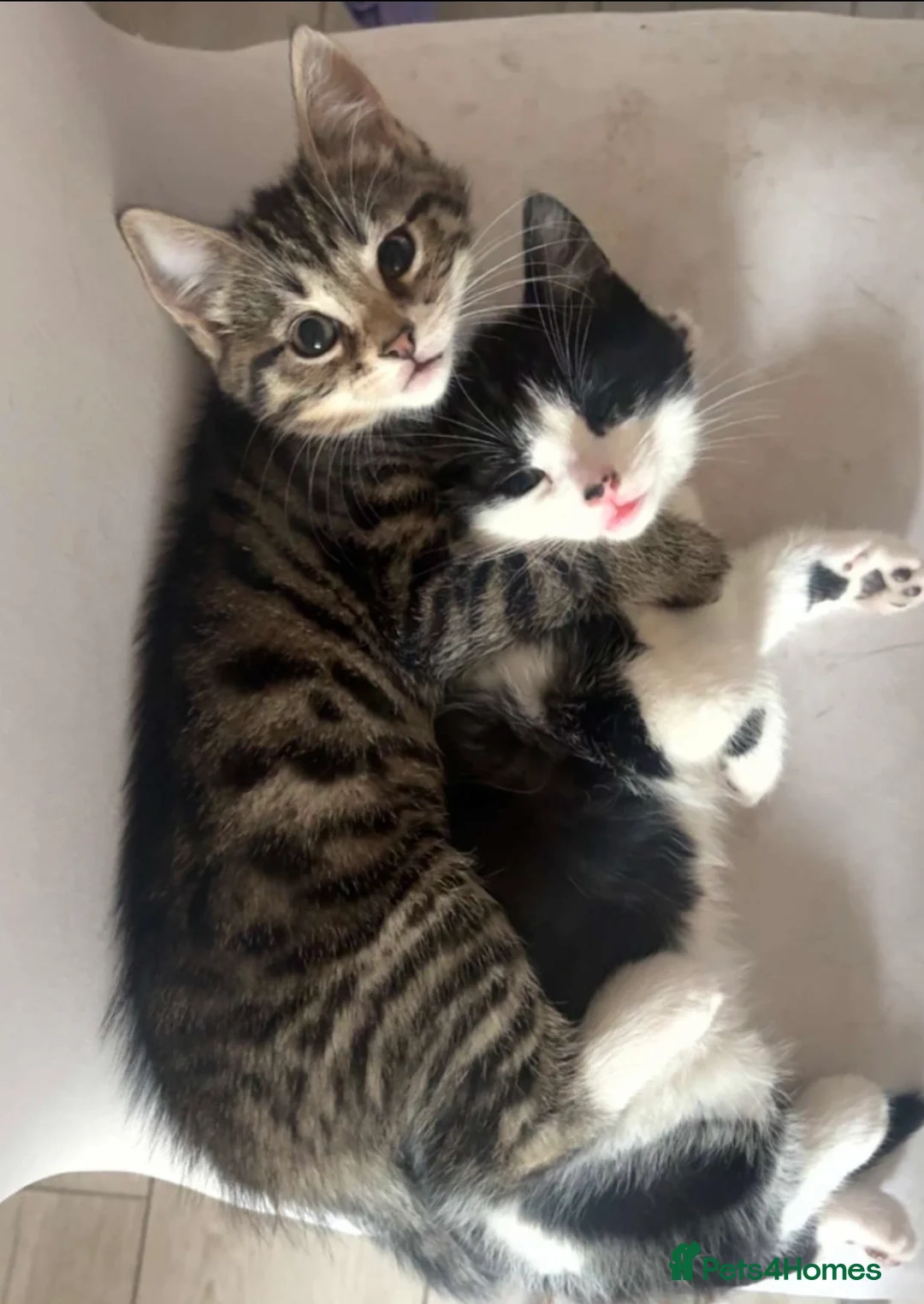 Mixed Breed cats for sale: 2 beautiful kitten  in Newcastle upon Tyne - Advert 1