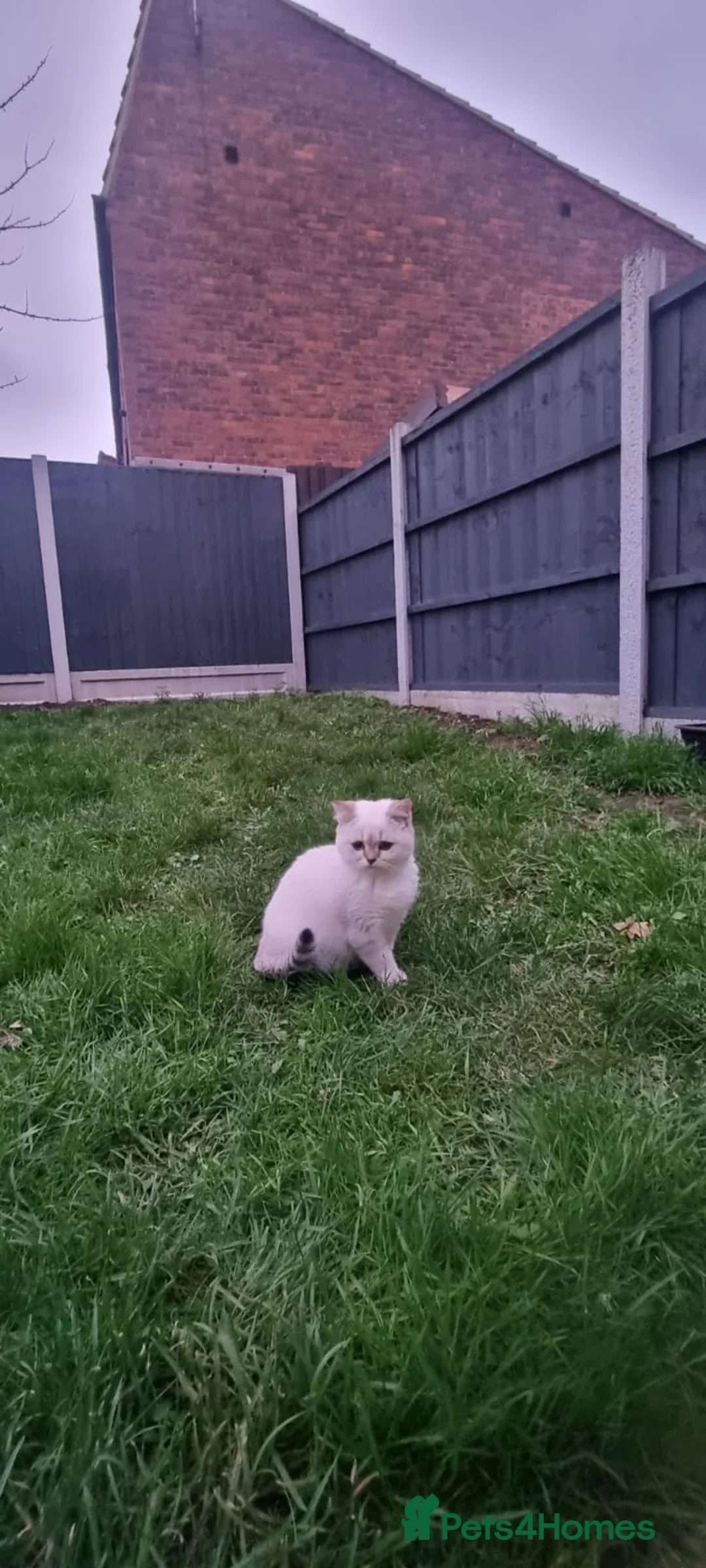 British Shorthair cats for sale: British shorthair Enzo and Misty - Advert 20