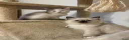 Ragdoll cats for sale: Beautiful Ragdolls-Vaccinated-2 boys-3 girls.  - Advert 16