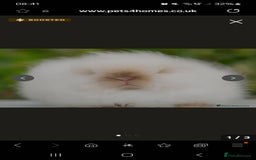 Angora rabbits for sale: 🧡Teddydwerg babies- Imported parents🧡 - Image 2