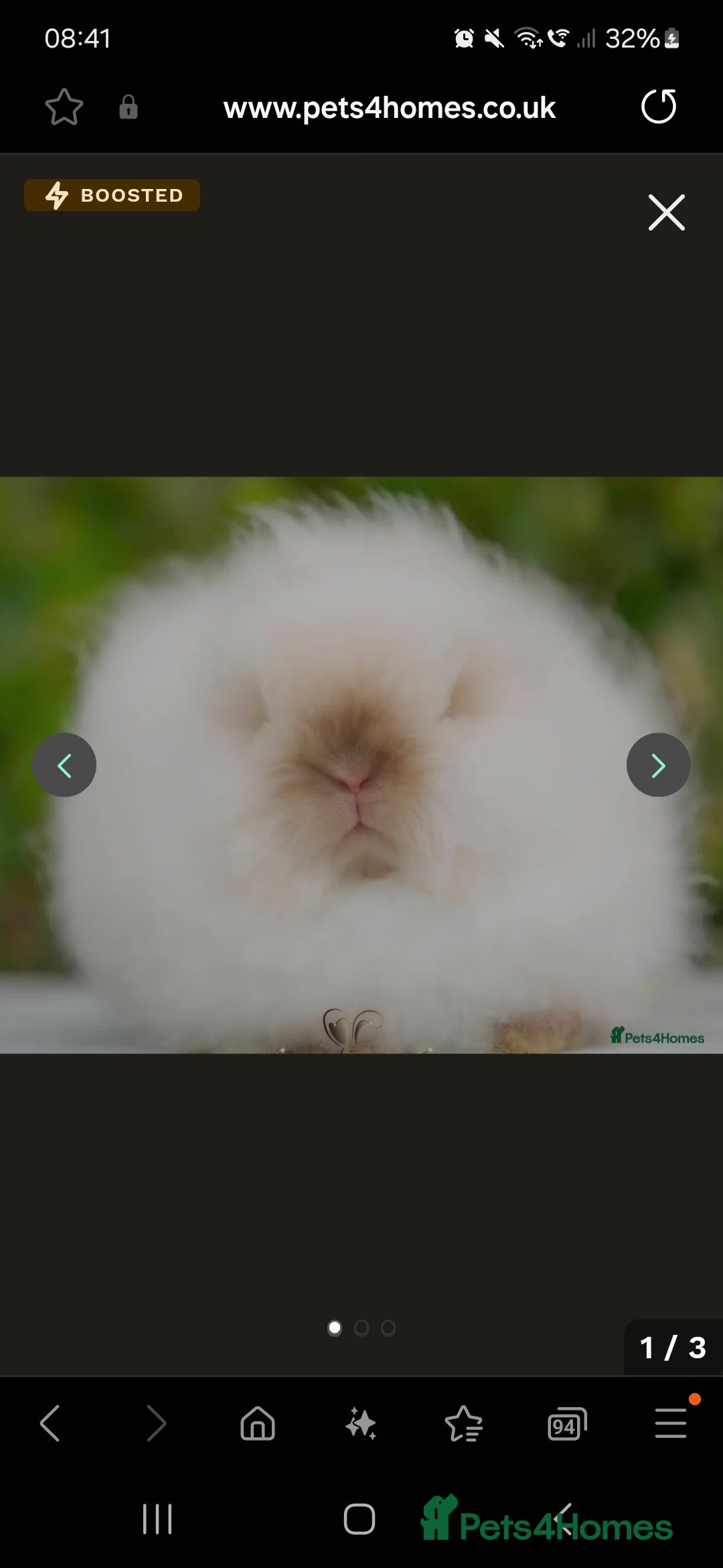 Angora rabbits for sale: 🧡Teddydwerg babies- Imported parents🧡 - Image 2