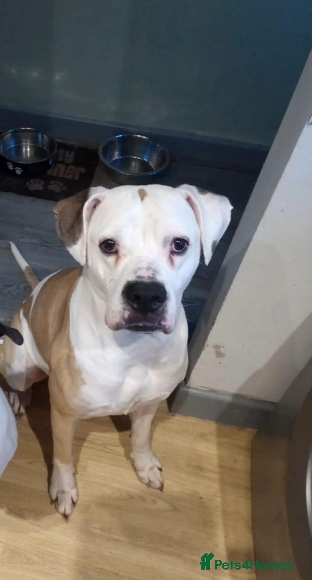 American Bulldog dogs for sale: American bulldog puppies  - Advert 3