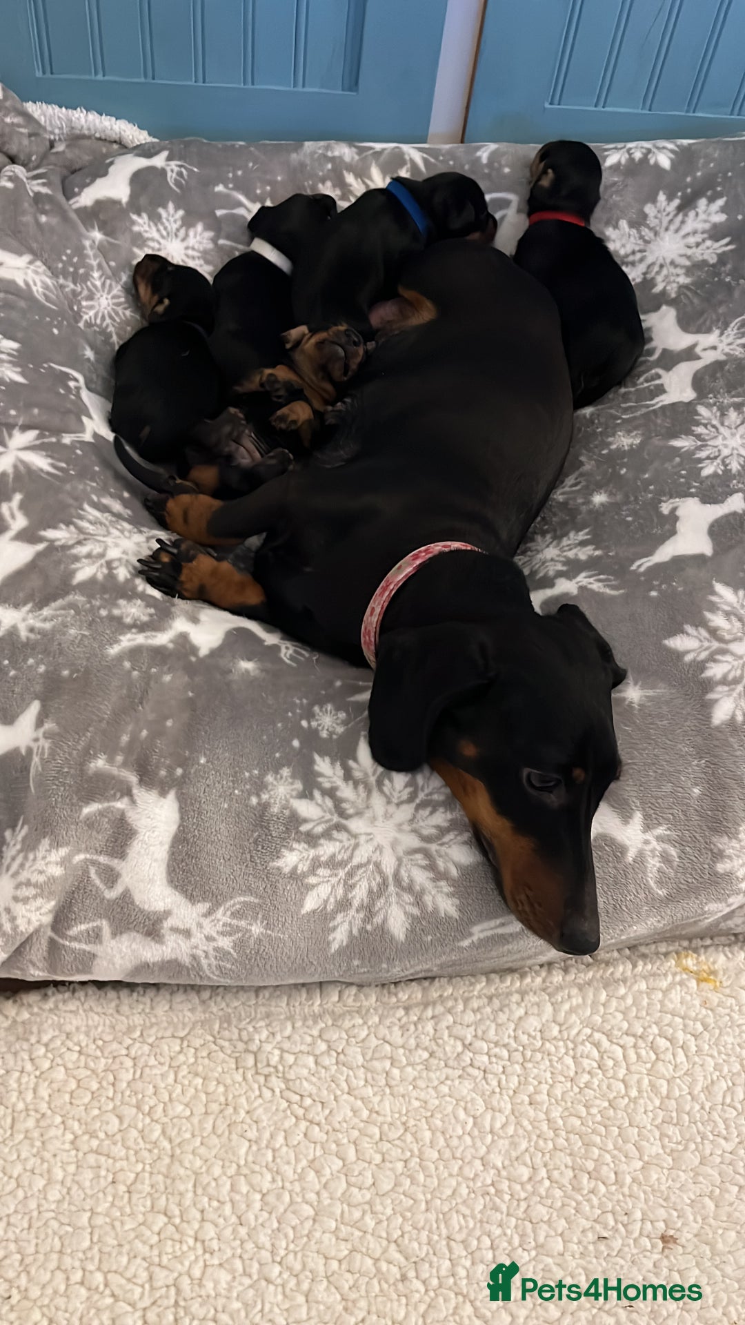 Miniature Dachshund dogs for sale: Miniature Dachshund Puppies  - Advert 9