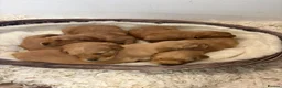 Golden Retriever dogs for sale: Fully Health Tested - KC Reg Golden Retrievers - Advert 8