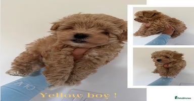 Maltipoo dogs - Advert 15