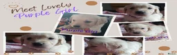 Golden Retriever dogs for sale: Beautiful Home Raised Golden Retriever Puppies - Advert 21