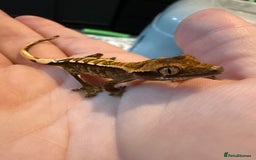 Gecko reptiles for sale: High End Various Crested Geckos for Sale - Advert 8