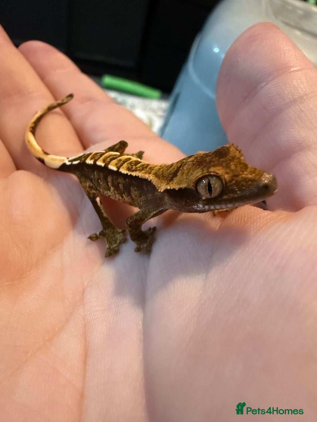 Gecko reptiles for sale: High End Various Crested Geckos for Sale - Advert 8