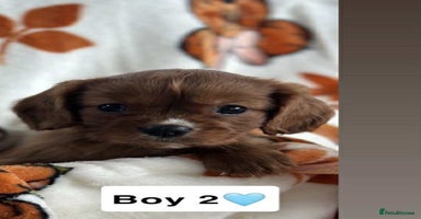 Cavalier King Charles Spaniel dogs - Advert 10