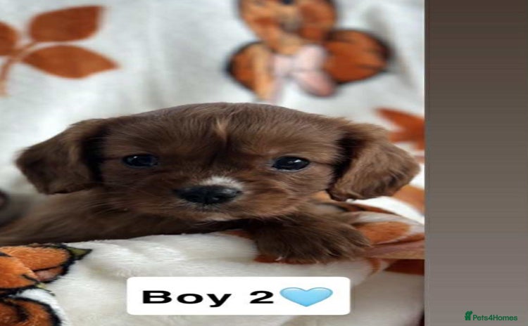 Cavalier King Charles Spaniel dogs - Advert 1