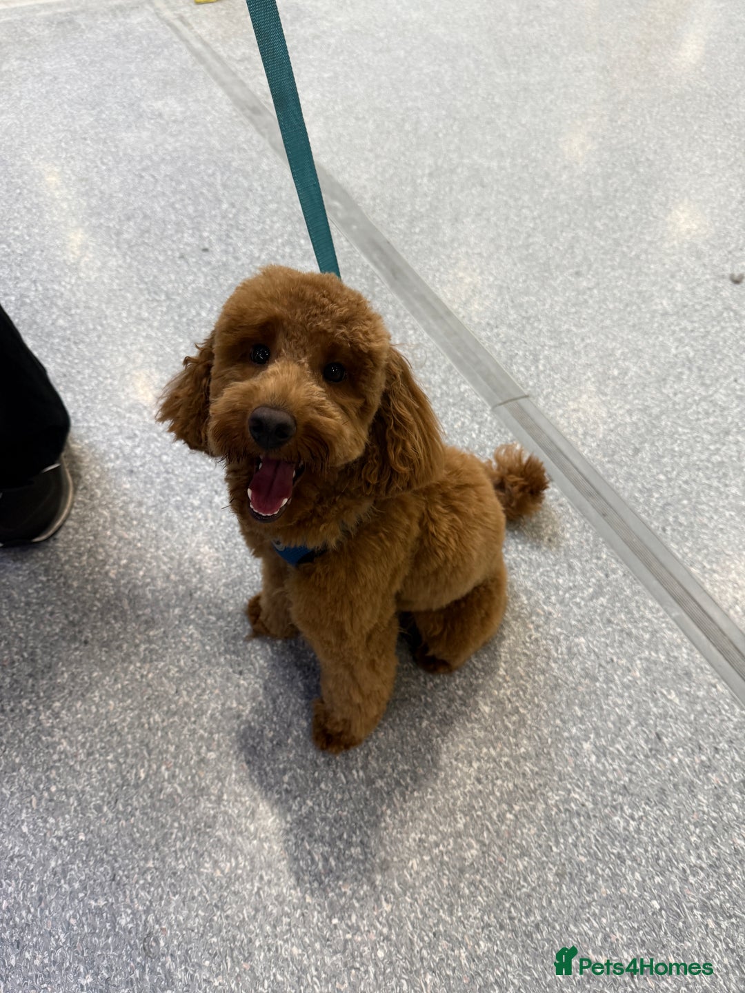 Miniature Poodle dogs for sale: Loving Miniature Poodle - Advert 2