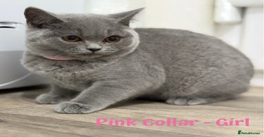 British Shorthair cats - Advert 10