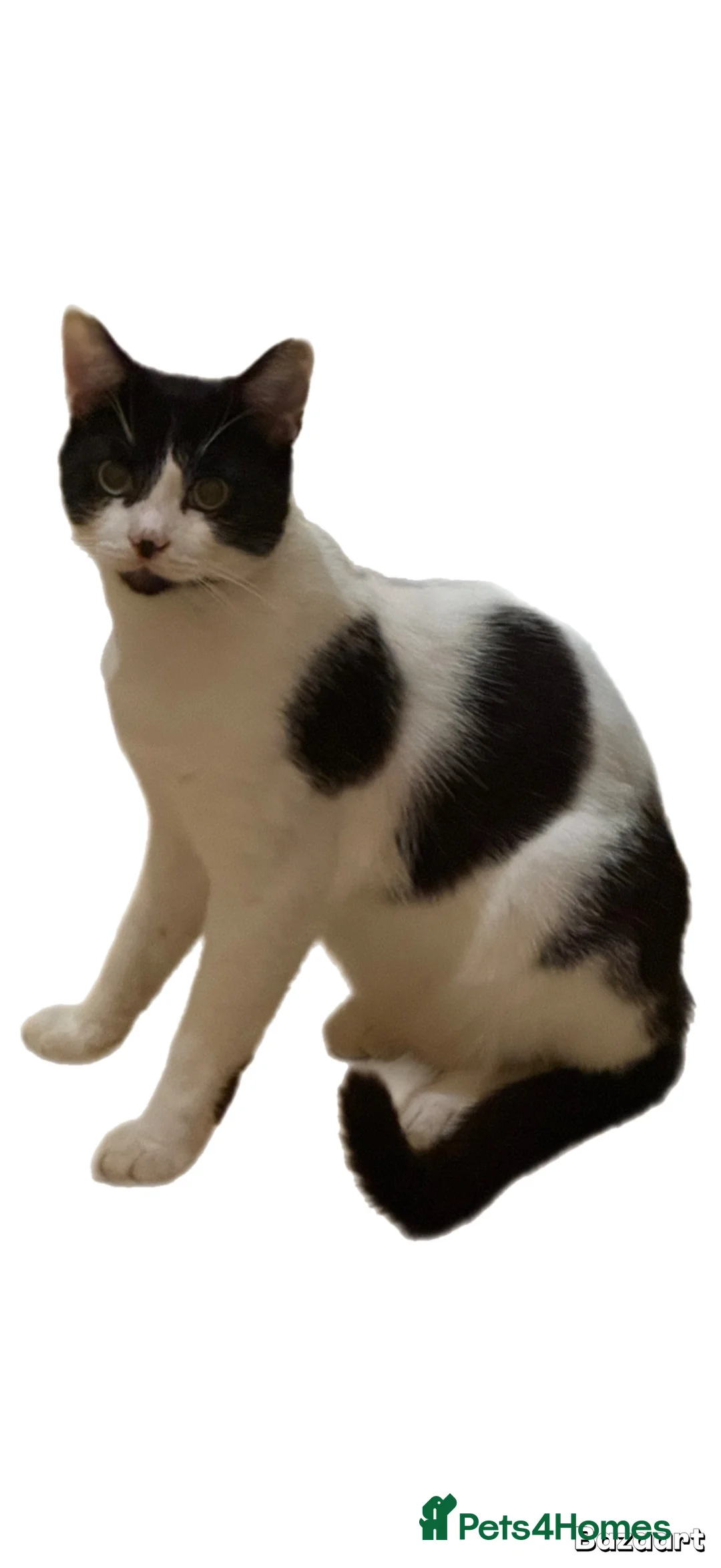 Mixed Breed cats for sale: Mixed breed male cats for sale.  - Advert 2