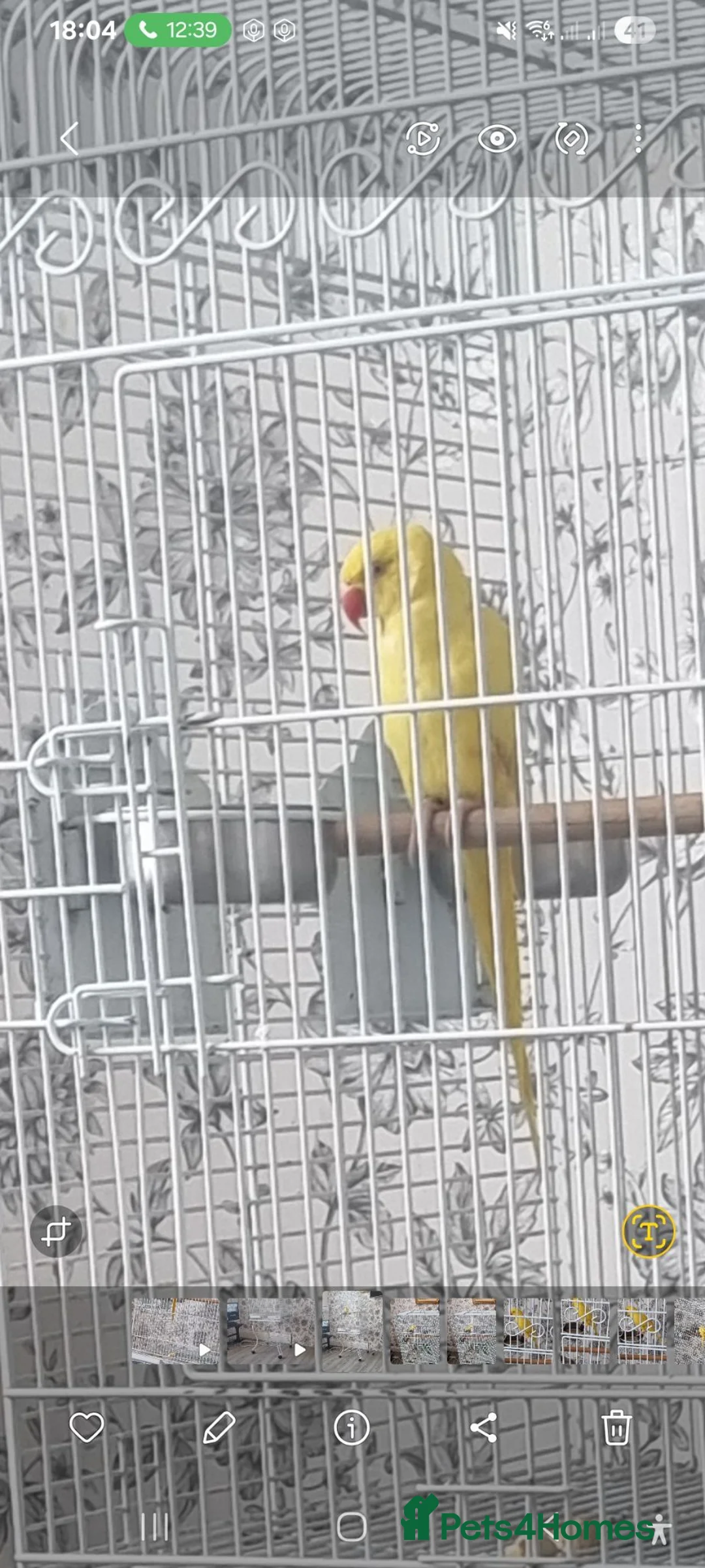 Parrots birds for sale: Beautiful baby lutino ringneck talking parrot  - Advert 1
