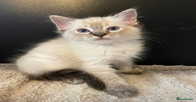 Ragdoll cats - Advert 3