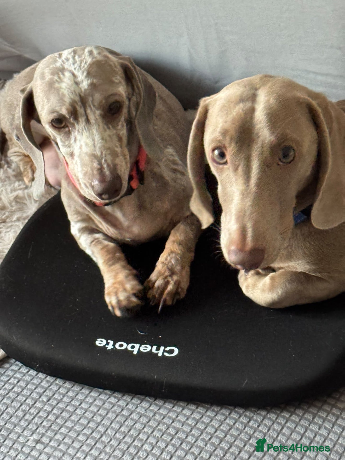 Dachshund dogs Dachshunds puppies - Advert 7