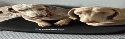 Dachshund dogs for sale: Dachshunds puppies - Advert 1
