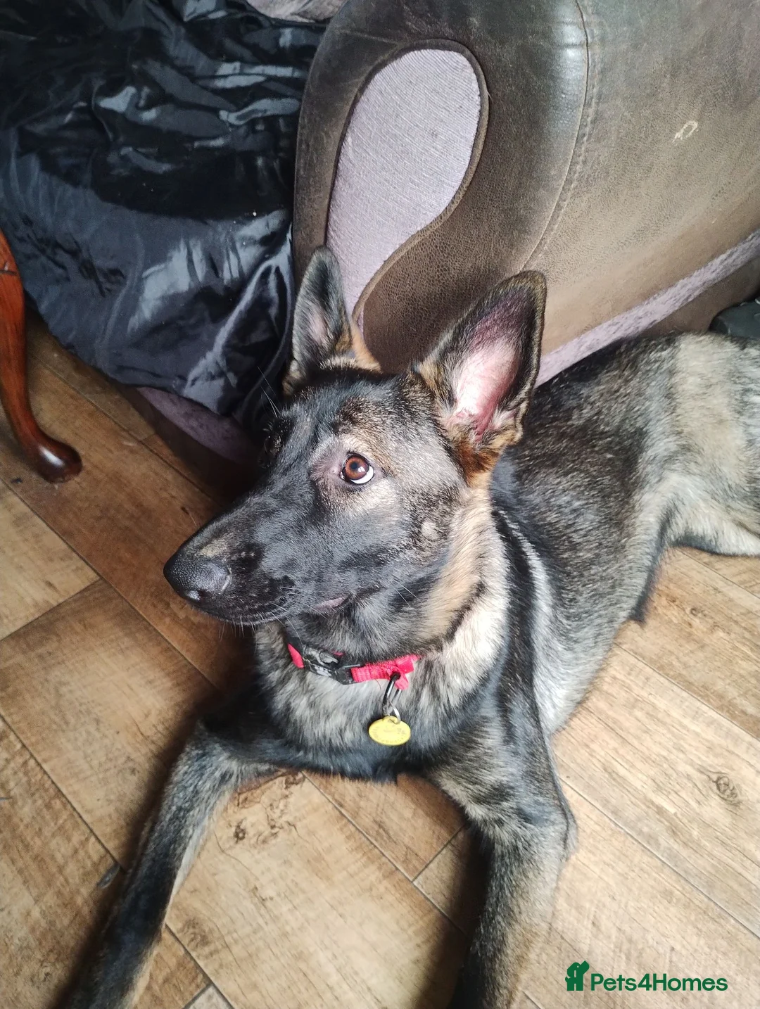 German Shepherd dogs for sale: German Shepherd Female Looking for a Loving Home in Rochester - Advert 7
