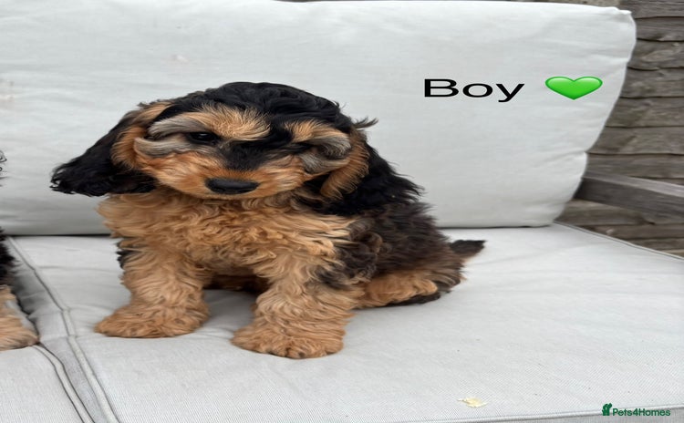Cockapoo dogs in Denbigh - Advert 1