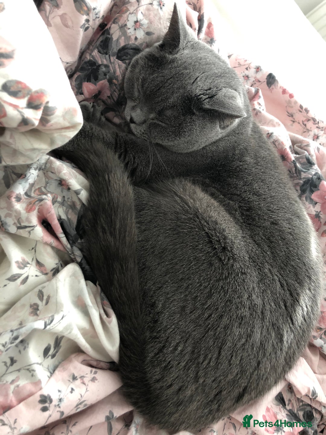 British Shorthair cats for sale: British Shorthair male for sale - Image 5