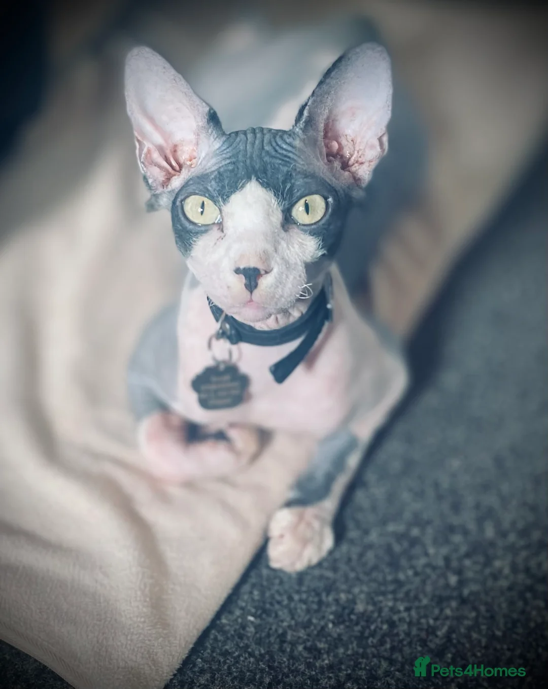 Sphynx cats for sale: 3 Sphynx cats to be rehomed - Advert 6