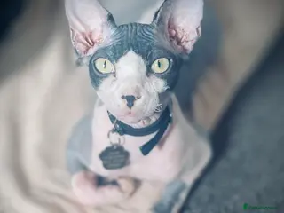 Sphynx cats 2 Sphynx boys to be rehomed - Advert 2