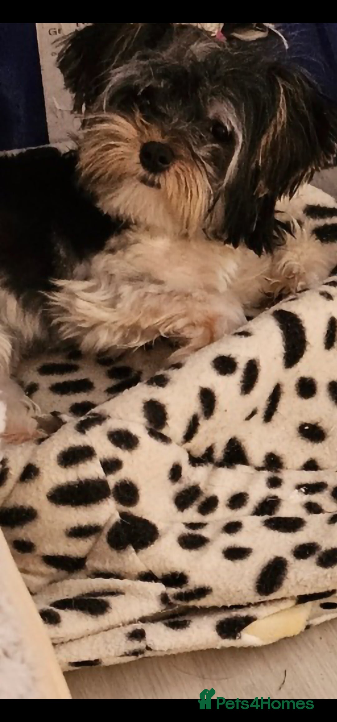 Biewer Terrier dogs Biewer terrier  - Advert 3