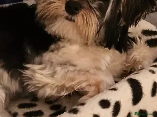 Biewer Terrier dogs Biewer terrier - Advert 3