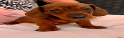 Miniature Dachshund dogs for sale: Beautiful miniature dachshunds in Treharris - Advert 12