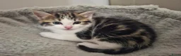 Mixed Breed cats for sale: 🐾Long haired ragdol cross kitten🐾 - Advert 1