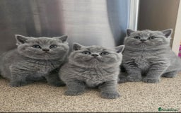 British Shorthair cats for sale: Beautiful Pedigree British short hair kittens🐈 in Buckhurst Hill - Image 1