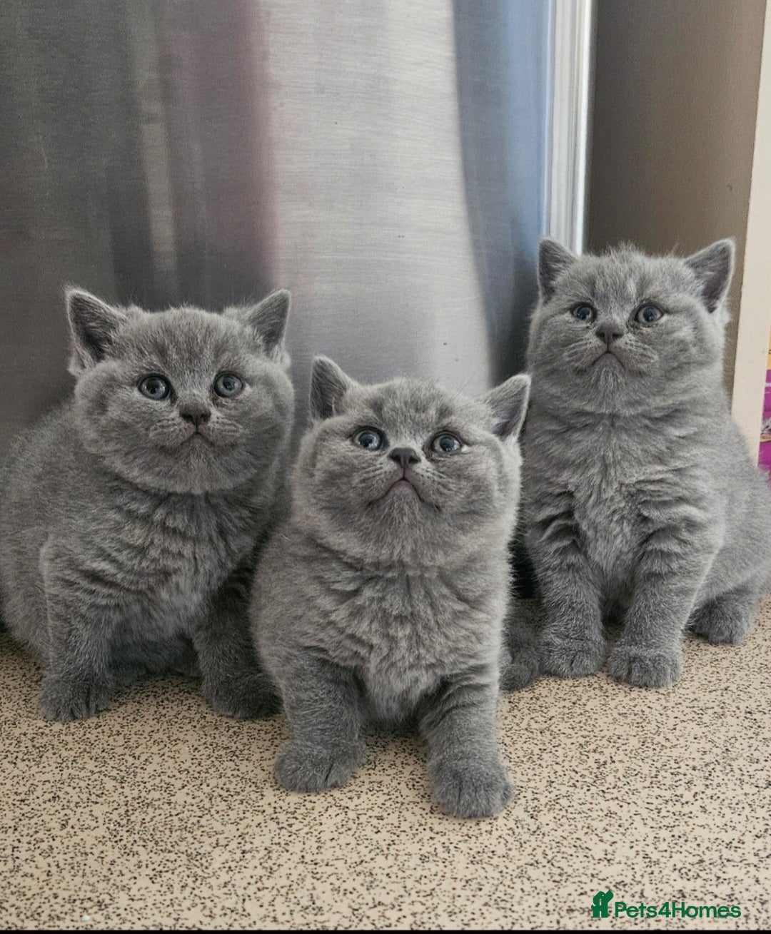British Shorthair cats for sale: Beautiful Pedigree British short hair kittens🐈 in Buckhurst Hill - Image 1