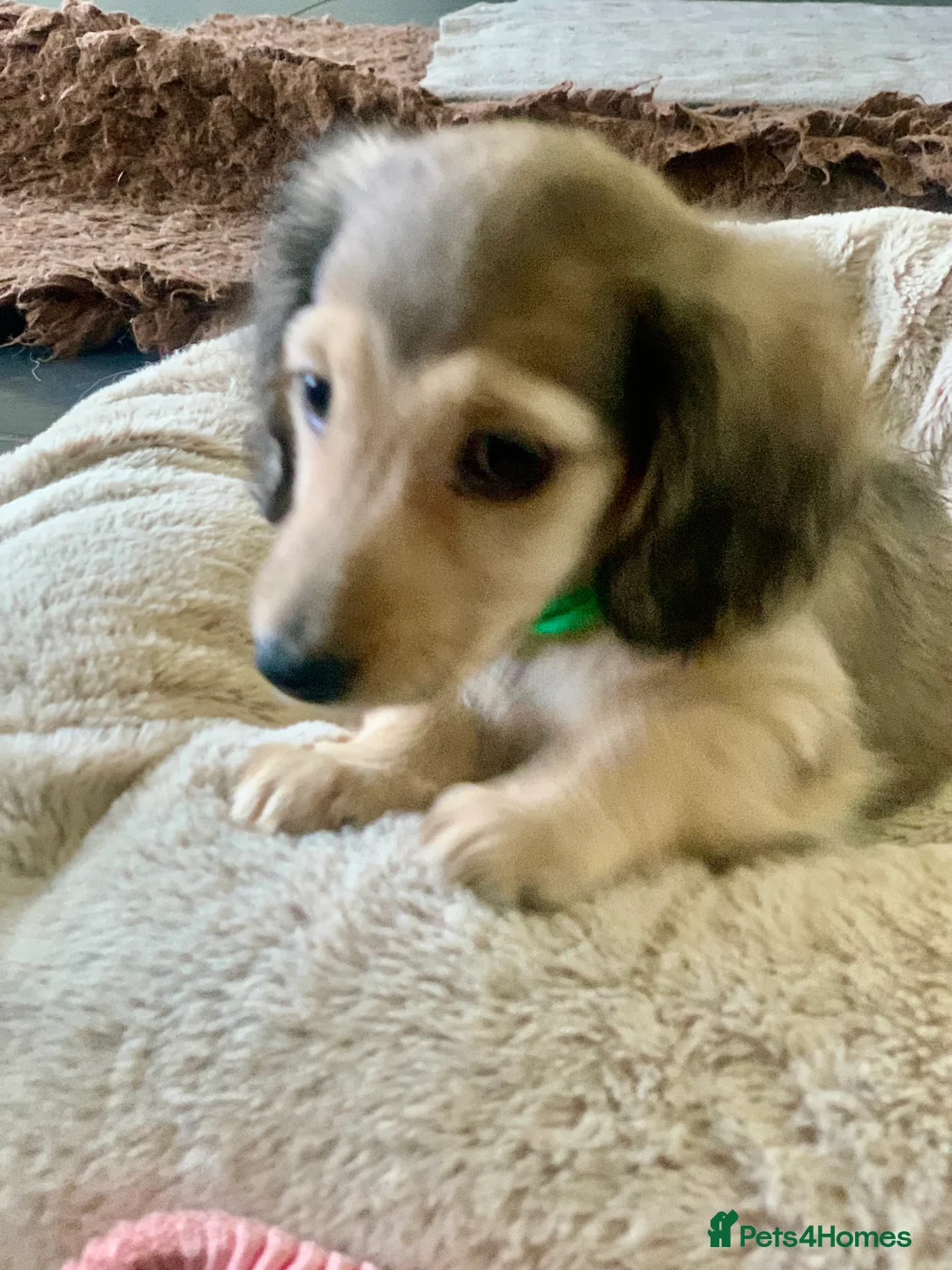 Miniature Dachshund dogs for sale: KC reg mini longhaired dachshund pups 1 girl2xboys - Advert 26