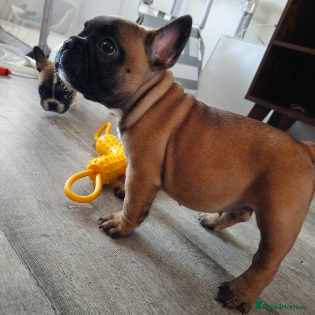 French Bulldog dogs for stud: Mani standard red silver fbce RFG 1  in Edinburgh - Image 29